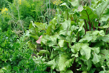 Fototapeta premium part of the vegetable garden