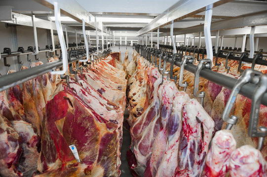 Beef hanging in cold room