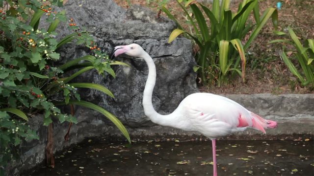  flamingo bird standing and eating