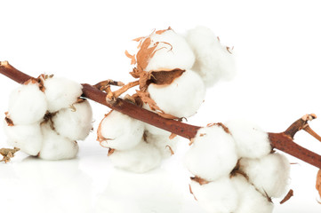 Cotton twig on white background