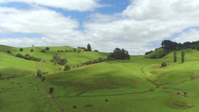 AERIAL: Beautiful lush green landscape in New Zealand