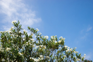 新緑と青空