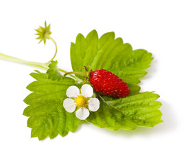 Wild strawberry with flower isolated on white background 