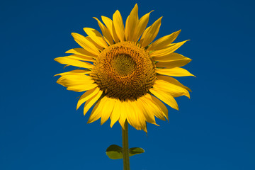 Beautiful sunflower against blue sky in summer 