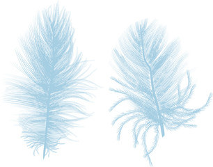 Obraz premium two light blue feathers isolated on white
