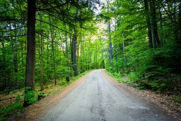 Dirt road at Ahern State Park, in Laconia, New Hampshire.