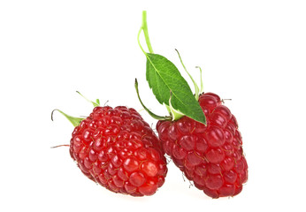 Ripe raspberries isolated on white background