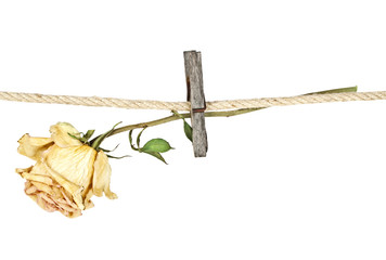 Old wooden clothespin on rope with faded rose on a white backgro