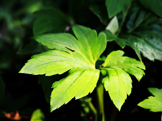 Green leaves - Aceriphyllum rossii - Mukdenia in the garden.  
