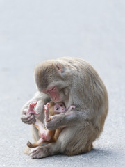 Monkey mother and baby