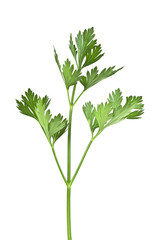 Green leaves of parsley isolated on white background