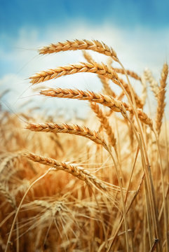 Golden cornfield in sunny day