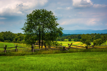 Fence and tree in a field at Antietam National Battlefield, Mary