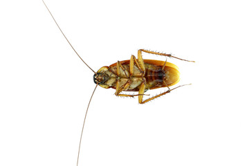 Cockroach on the white background