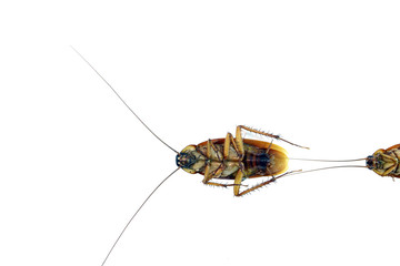 Cockroach on the white background
