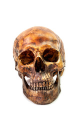 skull isolate on white background