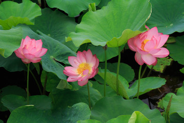 Flowers and leaves of the ancient lotus