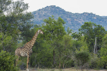 Giraffe standing in its environment in the bush
