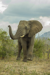 Fototapeta premium Elephant in its natural environment walking towards camera