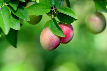 ripe wild plums in summer morning