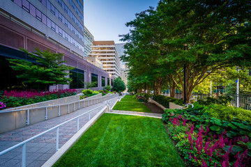 Gardens along a walkway and modern buildings in Rosslyn, Arlingt