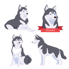 Husky in different poses.