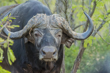 Naklejka premium Buffalo portrait in thick bush