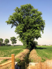 Obraz premium Lodi , in campagna