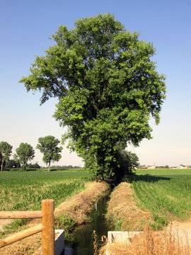 Lodi , in campagna