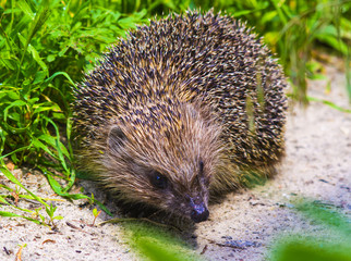 Hedgehog. Young hedgehog in natural. Curious hedgehog walks in t