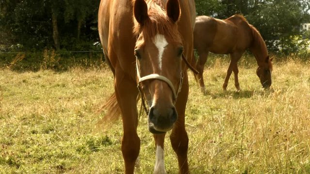 Horse eating grass in field