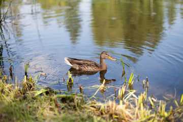 Mallard duck swimming on a serene lake in the countryside