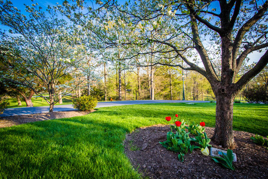 Gardens And Trees At Notre Dame Of Maryland University, In Balti