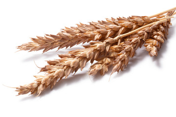 Wheat ears (Triticum spp), clipping paths