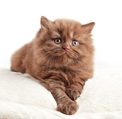british long hair kitten © Mara Zemgaliete