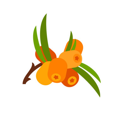 Sea Buckthorn Branch With Berries Icon