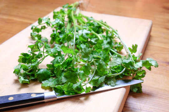 Organic fresh cilantro or coriander herb on a wooden chopping board with a knife. Shallow depth of field.