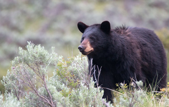 Female American Black Bear (Ursus americanus) in Yellowstone National Park in Wyoming