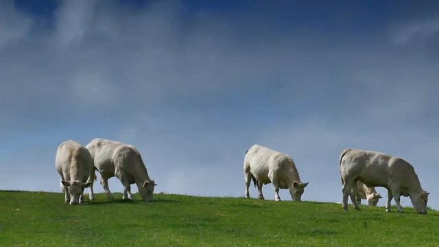 vaches charolaises en p&acirc;ture