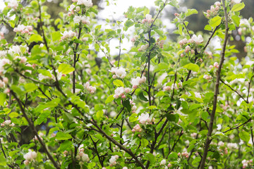 Fototapeta na wymiar close up of beautiful blooming apple tree branch