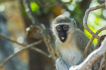 Curious vervet monkey has its mouth open in a tree