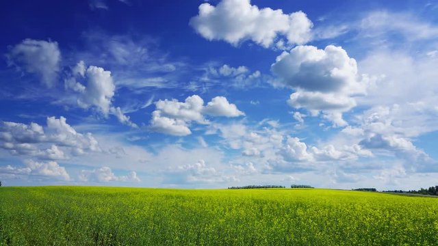beautiful flowering rapeseed field under blue sky, timelapse, 4k
