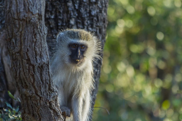 Small vervet monkey sitting in a tree