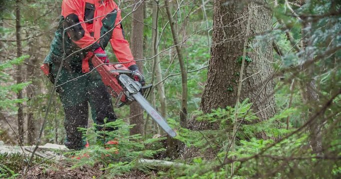 A forestman has found a tree that he would like to cut down and first of all, he needs to bring down a few trees that are standing in the way of a big tree.
