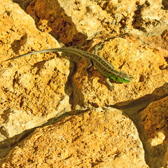 Lizard rests on a stone.