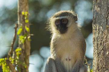 Big vervet monkey sitting in a tree