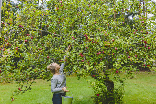 Woman picking apples from tree