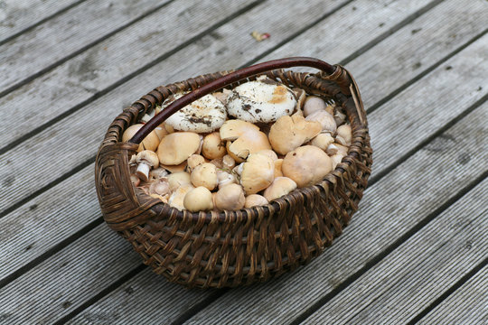 Wicker basket full of freshly picked wild mushrooms