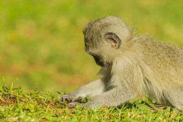 Baby vervet monkey foraging in the grass and dirt