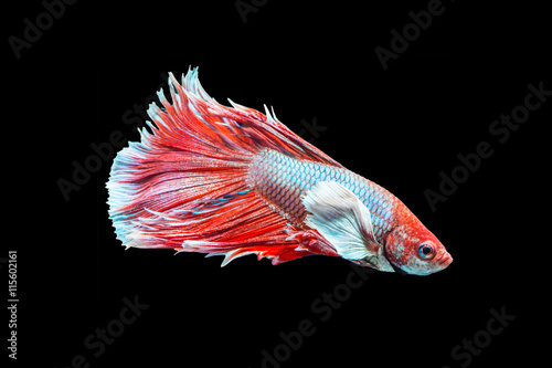 "Siamese fighting fish" Stock photo and royalty-free images on Fotolia